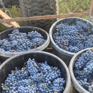 Yarra Valley wine Bobar Cabernet Franc
